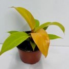 Philodendron Tangerine Orange Rare Plant Live Garden Plant rare Home Plant FREESHIPPING