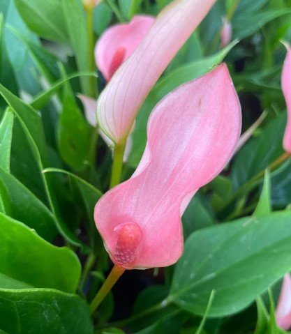 Anthurium Lilli Rare Plant Live Garden Plant rare Home Plant FREESHIPPING