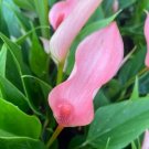 Anthurium Lilli Rare Plant Live Garden Plant rare Home Plant FREESHIPPING