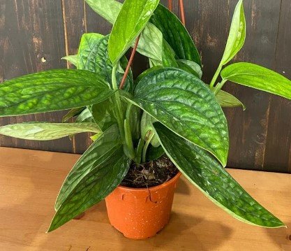 Monstera Peru Rare Plant Live Garden Plant rare Home Plant FREESHIPPING
