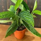 Monstera Peru Rare Plant Live Garden Plant rare Home Plant FREESHIPPING