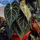 Anthurium Clarinervium Hybrid Rare Plant Live Garden Plant rare Home Plant FREESHIPPING