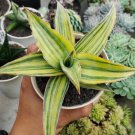 Sansevieria Kismayo Variegated Rare Plant Live Garden Plant rare Home Plant FREESHIPPING