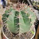 Melocactus matanzanus Cactus Rare Plant Live Garden Plant rare Home Plant FREESHIPPING
