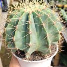 Blue golden barrel cactus Cactus Rare Plant Live Garden Plant rare Home Plant FREESHIPPING