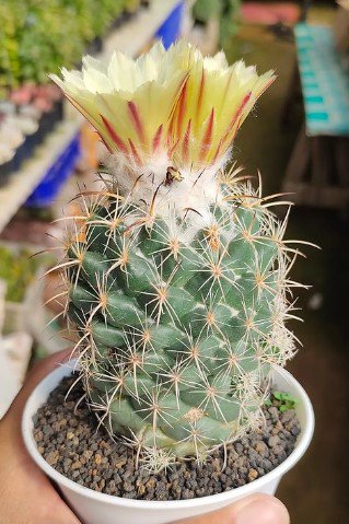 Coryphantha pallida Cactus Rare Plant Live Garden Plant rare Home Plant FREESHIPPING