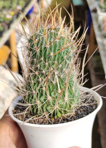 Echinofossulocactus Cactus Rare Plant Live Garden Plant rare Home Plant FREESHIPPING