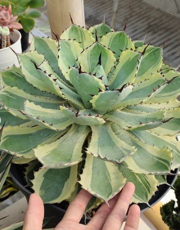 Agave potatorum 'Kichiokan Marginata' Rare Plant Live Garden Plant rare Home Plant FREESHIPPING