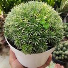 Deuterocohnia lorentziana Rare Plant Live Garden Plant rare Home Plant FREESHIPPING