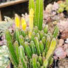 Fairy castle Acanthocereus Tetragonus Rare Plant Live Garden Plant rare Home Plant FREESHIPPING