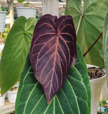 Anthurium Angamarcanum RARE Flower Rare Plant Live Garden Plant rare Home  Plant FREESHIPPING