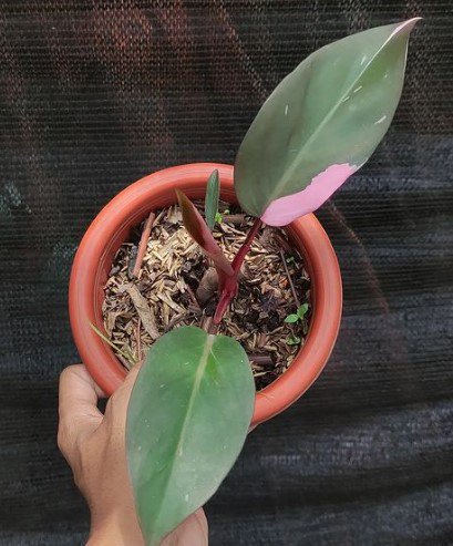 Philodendron Pink Princess RARE Flower Rare Plant Live Garden Plant rare Home Plant FREESHIPPING