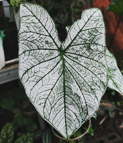 White Christmas Caladium BULBS RARE Flower Rare Plant Live Garden Plant rare Home Plant FREESHIPPING