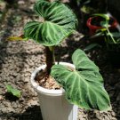 hilodendron verrucosum Flower Rare Plant Live Garden Plant rare Home Plant FREESHIPPING