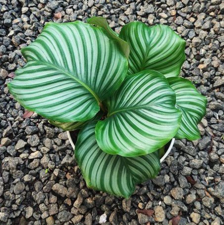 Calathea Orbifolia RARE Flower Plant Live Garden Home Plant FREESHIPPING