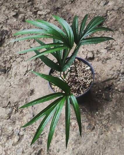 Rhapis Palm Tree RARE Flower Rare Plant Live Garden Plant rare Home Plant FREESHIPPING