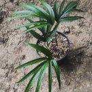 Rhapis Palm Tree RARE Flower Rare Plant Live Garden Plant rare Home Plant FREESHIPPING