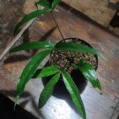 Anthurium Polydactylum RARE Flower Rare Plant Live Garden Plant rare Home Plant FREESHIPPING