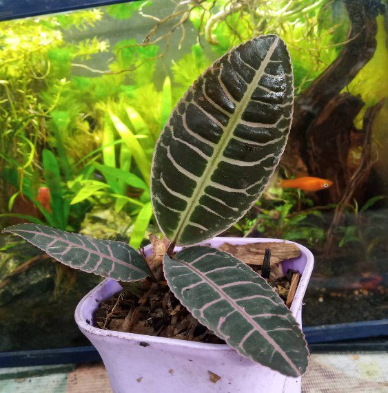 Labisia .sp fishbone Flower Rare Plant Live Garden Plant rare Home Plant FREESHIPPING