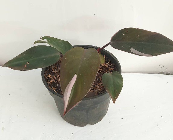 Philodendron Pink Princess Flower Rare Plant Live Garden Plant rare Home Plant FREESHIPPING