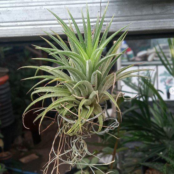 Ionantha Rubra Air Plant Flower Rare Plant Live Garden Plant rare Home Plant FREESHIPPING