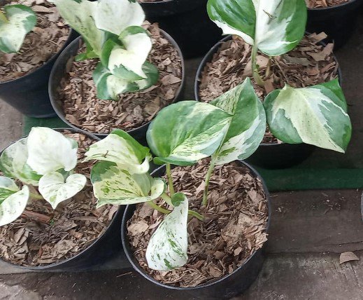 Manjula Pothos Flower Rare Plant Live Garden Plant rare Home Plant FREESHIPPING
