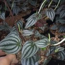Peperomia Dragon skin Flower Rare Plant Live Garden Plant rare Home Plant FREESHIPPING