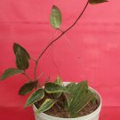 Hoya macrophylla Albo Flower Rare Plant Live Garden Plant rare Home Plant FREESHIPPING