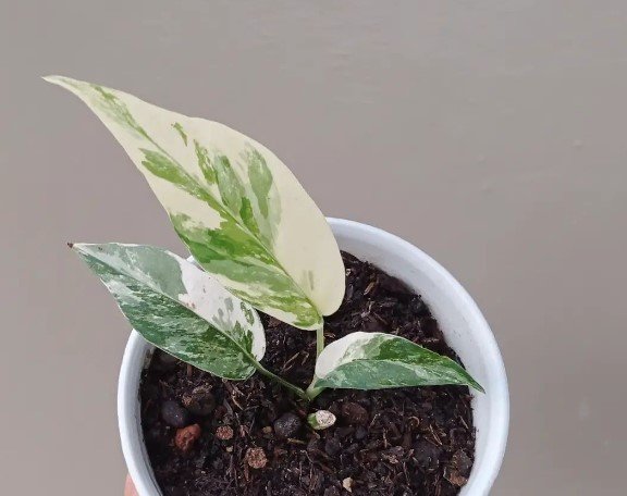 Epipremnum Pinnatum Variegated Flower Rare Plant Live Garden Plant rare Home Plant FREESHIPPING