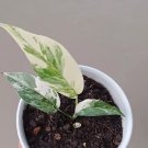 Epipremnum Pinnatum Variegated Flower Rare Plant Live Garden Plant rare Home Plant FREESHIPPING