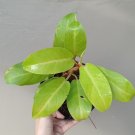 Philodendron lemon lime Flower Rare Plant Live Garden Plant rare Home Plant FREESHIPPING