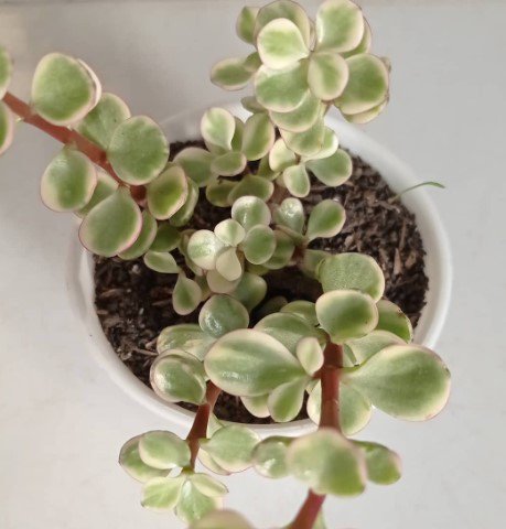 Elephant Ears Portulacaria afra Flower Rare Plant Live Garden Plant rare Home Plant FREESHIPPING