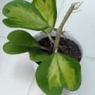 Hoya Kerrii Variegata Flower Rare Plant Live Garden Plant rare Home Plant FREESHIPPING