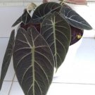 Alocasia Black Velvet Flower Rare Plant Live Garden Plant rare Home Plant FREESHIPPING