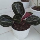 Calathea Dottie Roseopicta Flower Rare Plant Live Garden Plant rare Home Plant FREESHIPPING