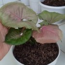 Syngonium Pink Starter Flower Rare Plant Live Garden Plant rare Home Plant FREESHIPPING