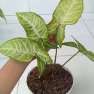Syngonium podophyllum Flower Rare Plant Live Garden Plant rare Home Plant FREESHIPPING