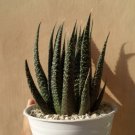 Zebra Plant Haworthia Flower Rare Plant Live Garden Plant rare Home Plant FREESHIPPING