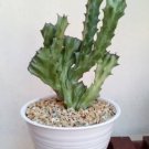 Euphorbia Lactea Cristata Flower Rare Plant Live Garden Plant rare Home Plant FREESHIPPING