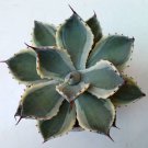 Agave potatorum Flower Rare Plant Live Garden Plant rare Home Plant FREESHIPPING