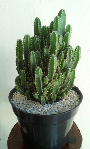 Fairy Castle Cactus Flower Rare Plant Live Garden Plant rare Home Plant FREESHIPPING
