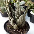 Haworthia Attenuata Zebra Flower Rare Plant Live Garden Plant rare Home Plant FREESHIPPING