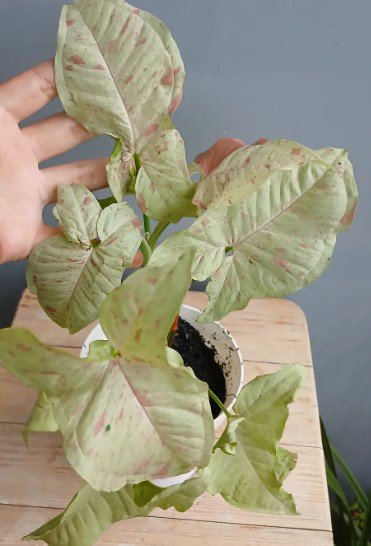 Syngonium Pink Spot Variegated Plant Flower Rare Plant Live Home Plant FREESHIPPING