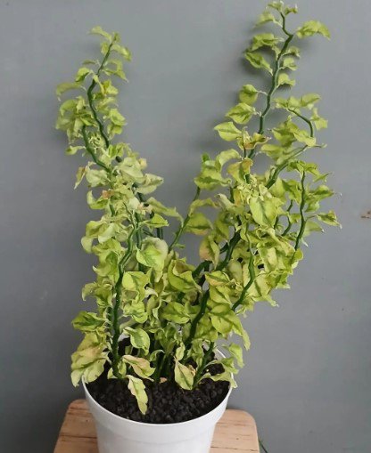 Variegated Devil&acirc;��s Backbone Plant Flower Rare Plant Live Home Plant FREESHIPPING