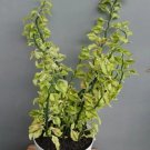 Variegated Devil’s Backbone Plant Flower Rare Plant Live Home Plant FREESHIPPING
