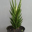 sansivera gracilis Plant Flower Rare Plant Live Home Plant FREESHIPPING