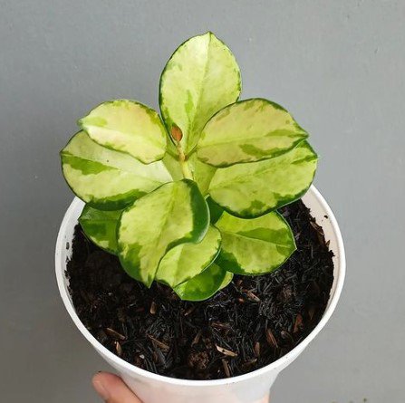 Hoya Australis Lisa Plant Flower Rare Plant Live Home Plant FREESHIPPING