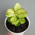 Hoya Australis Lisa Plant Flower Rare Plant Live Home Plant FREESHIPPING