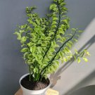 Zig-Zag Plant Devil's Backbone Plant Flower Rare Plant Live Home Plant FREESHIPPING