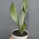 sansevieria moonshine Plant Flower Rare Plant Live Home Plant FREESHIPPING